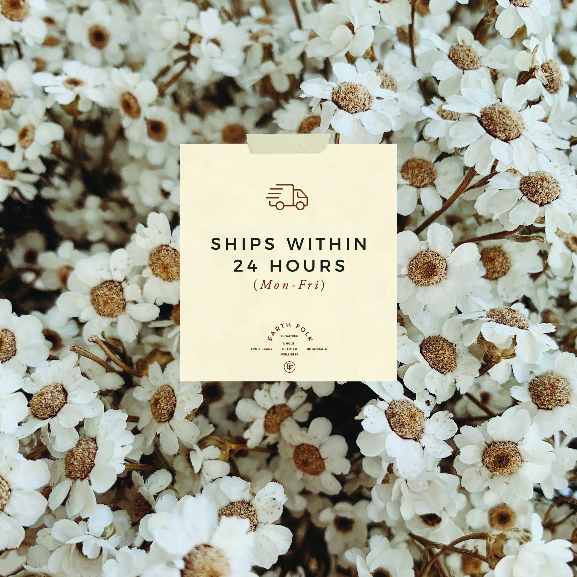 Chamomile & Yarrow Skin Butter, Nourishing Body Butter for Dry Skin, Body Butter, Moisturizing Shea Butter and Aloe Body Lotion, Glass Jar